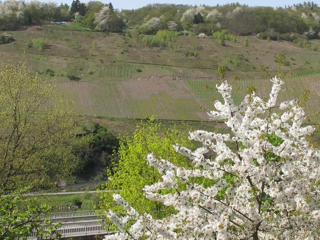 Weinhof Michael Morbach Hotel Zeltingen-Rachtig Bagian luar foto